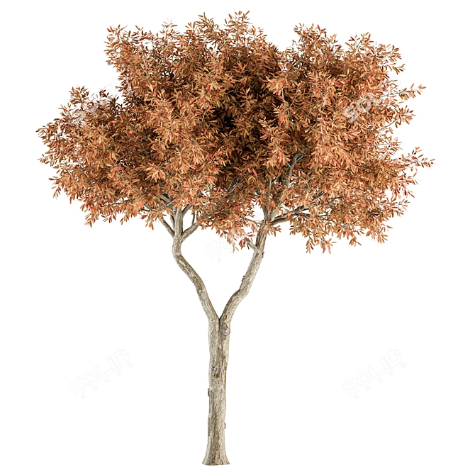 Broadleaf Tree Set - Spring, Fall, Green 3D model image 3