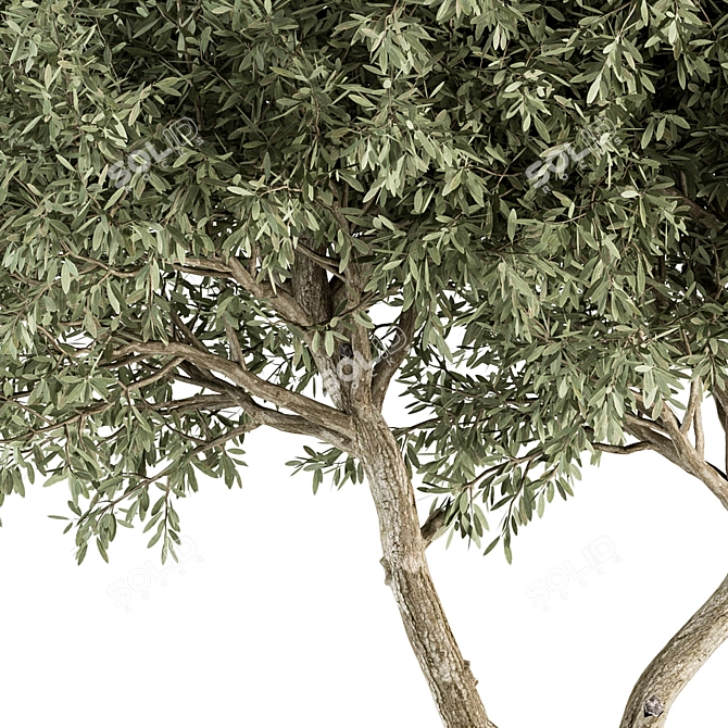 Broadleaf Tree Set - Spring, Fall, Green 3D model image 4