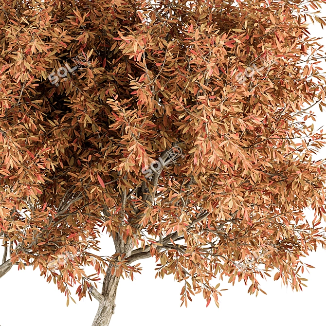 Broadleaf Tree Set - Spring, Fall, Green 3D model image 5