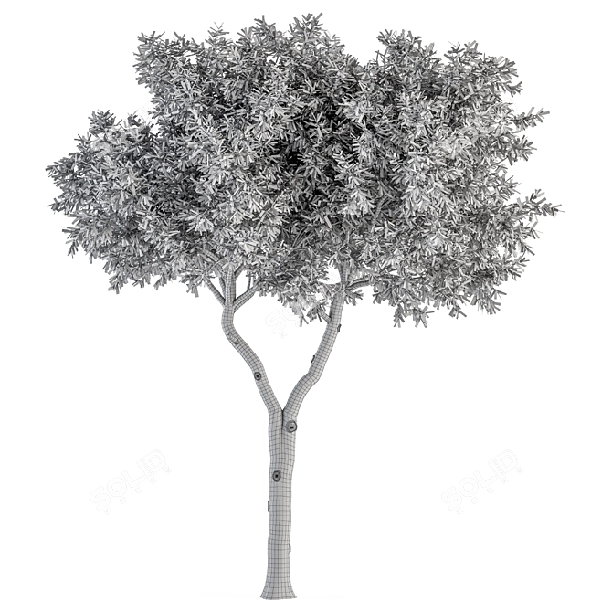 Broadleaf Tree Set - Spring, Fall, Green 3D model image 6