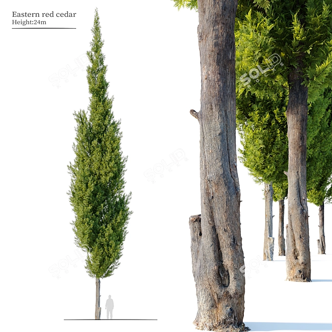 Juniperus Virginiana: Eastern Red Cedar 3D model image 1