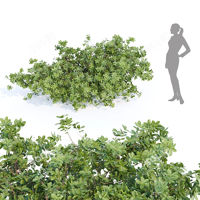 Nature's Oasis: Outdoor Bush Collection 3D model image 5