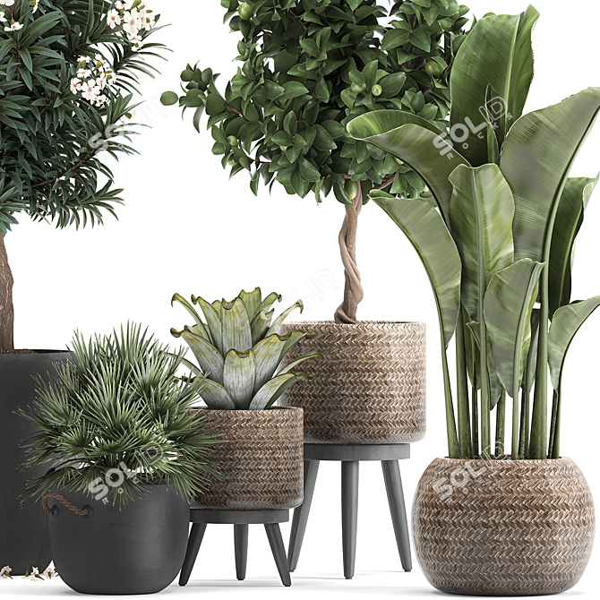 Tropical Loft Plant Collection 3D model image 2