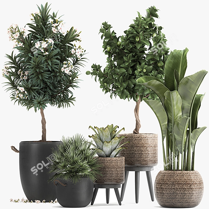 Tropical Loft Plant Collection 3D model image 6
