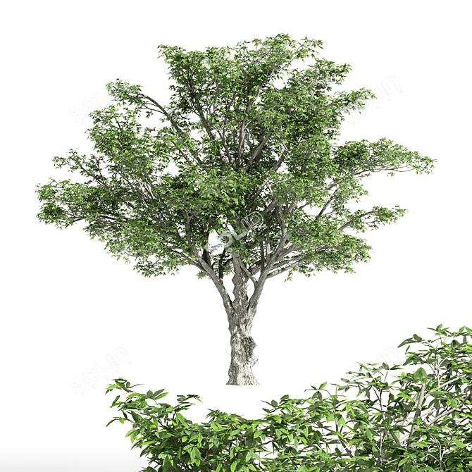  Majestic American Elm Tree 3D model image 1