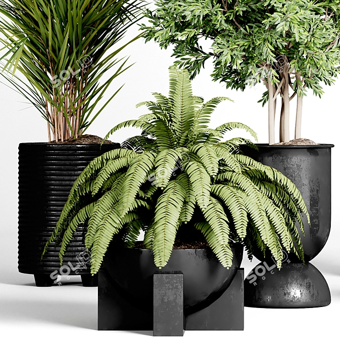 Indoor Plant Collection: 36 Varieties 3D model image 3