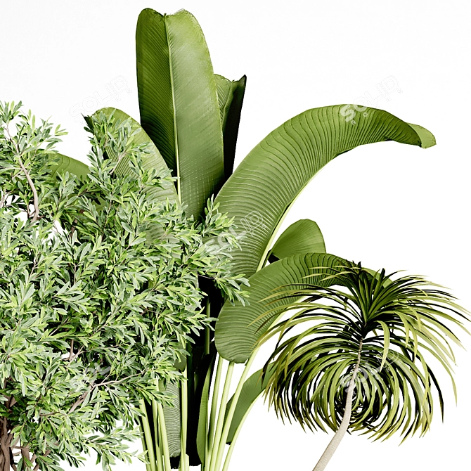 Indoor Plant Collection: 36 Varieties 3D model image 4