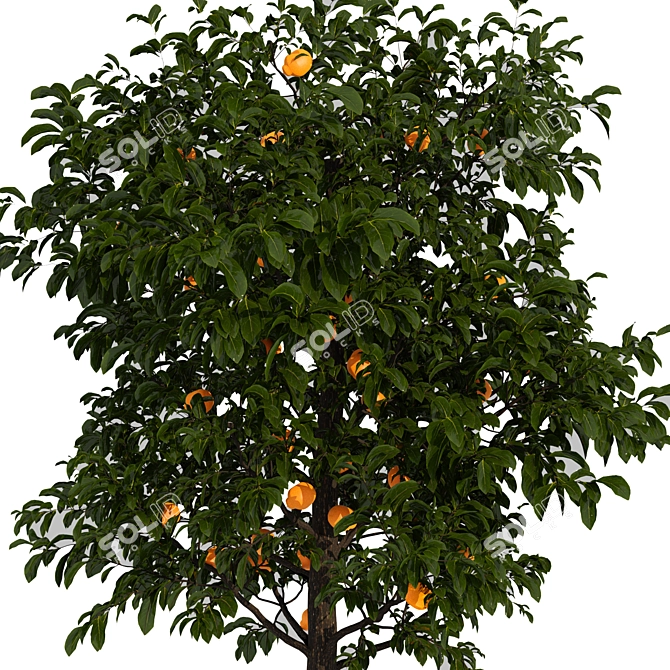 Fresh Citrus Lemon Tree 3D model image 2