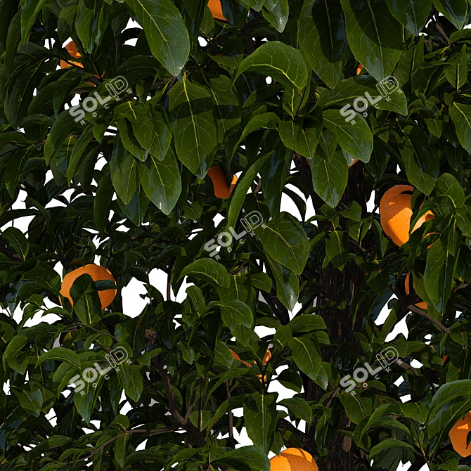 Fresh Citrus Lemon Tree 3D model image 3