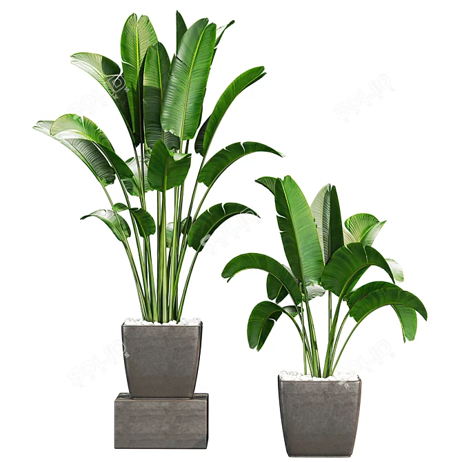 Premium Plant Collection 3D model image 1