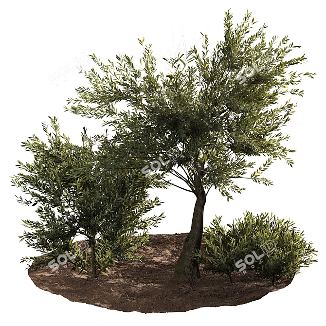 Evergreen Paradise: Olive Tree & Bush 3D model image 1