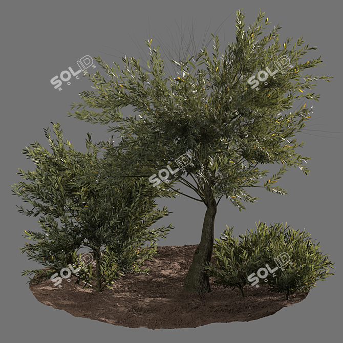 Evergreen Paradise: Olive Tree & Bush 3D model image 2