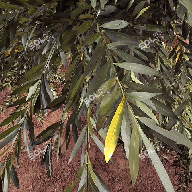 Evergreen Paradise: Olive Tree & Bush 3D model image 3