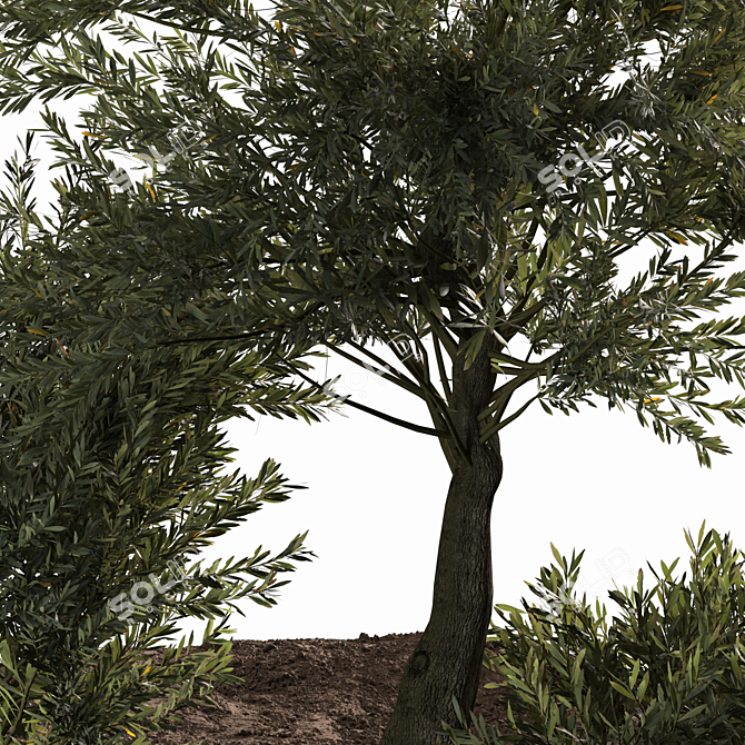 Evergreen Paradise: Olive Tree & Bush 3D model image 4