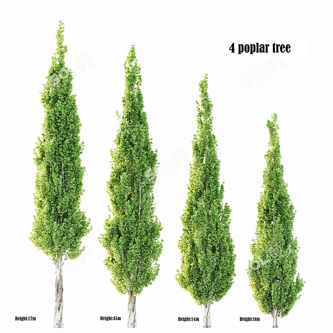 Variety of Poplar Trees for Landscaping 3D model image 1