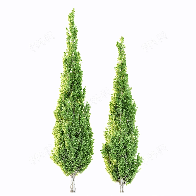 Variety of Poplar Trees for Landscaping 3D model image 2