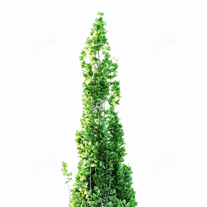 Variety of Poplar Trees for Landscaping 3D model image 4