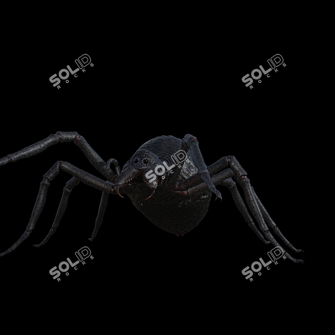 Title: Textured Spider with Skeleton 3D model image 1