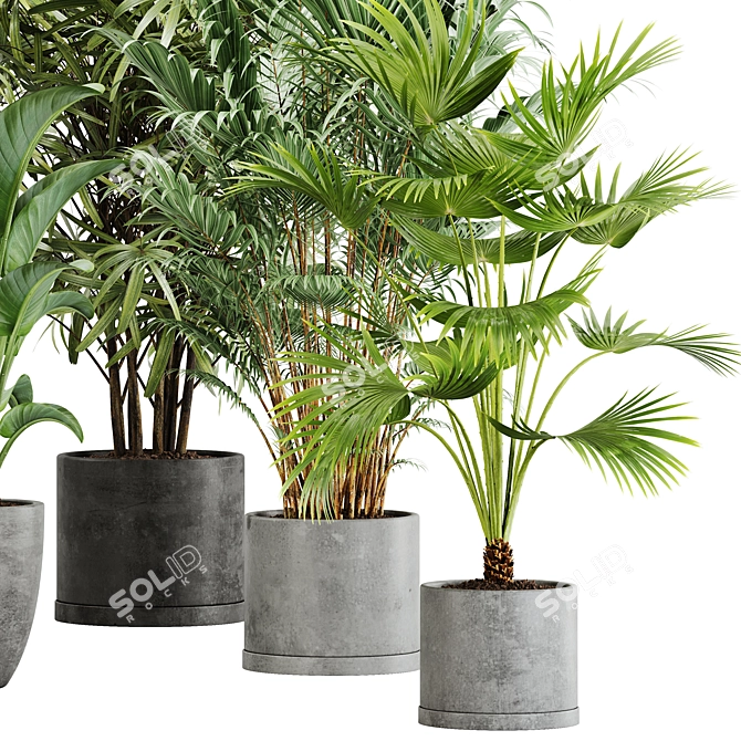  Lush Green Indoor Plant Set 3D model image 3