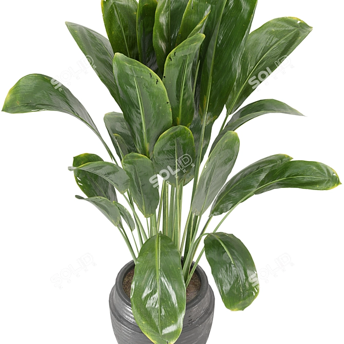 Botanical Bliss: Indoor Plants Collection 3D model image 3