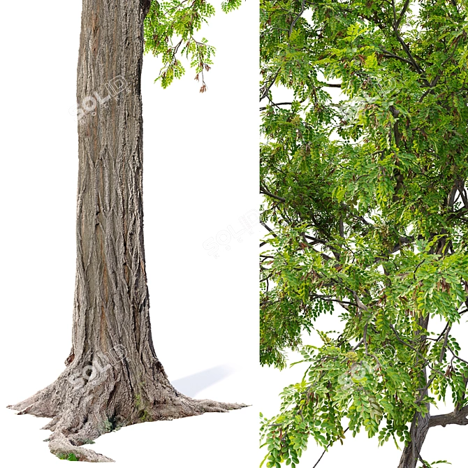Black Locust Tree: Tall & Sturdy 3D model image 2