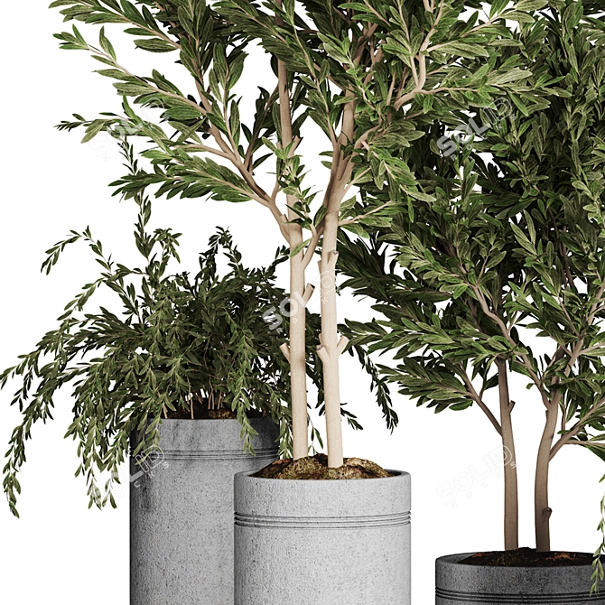 Indoor Plant Collection 38 3D model image 3