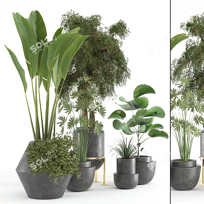 Tropical Oasis: 5 Indoor Plants 3D model image 2