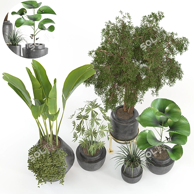 Tropical Oasis: 5 Indoor Plants 3D model image 3