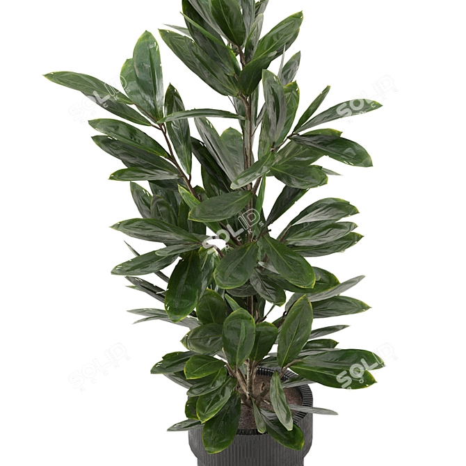 Lush Indoor Plants Collection - Set 220 3D model image 3