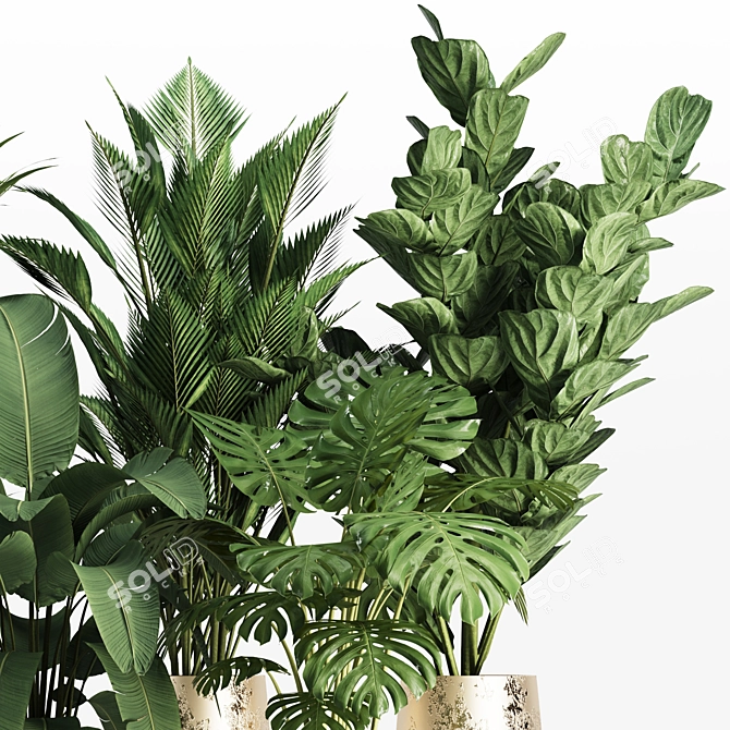 Tropical Indoor Plant Set 3D model image 4