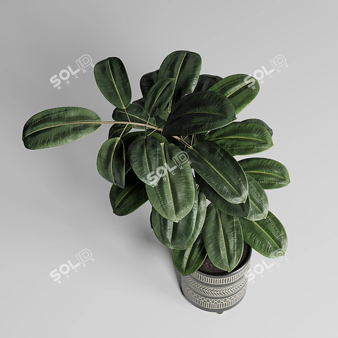 Ficus Rubber Plant in Handmade Pottery Vase 3D model image 2
