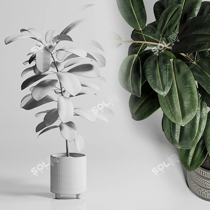 Ficus Rubber Plant in Handmade Pottery Vase 3D model image 3