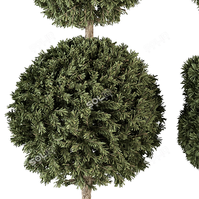 Elegant Topiary Set 65 - Perfect for Greenery Bliss 3D model image 2