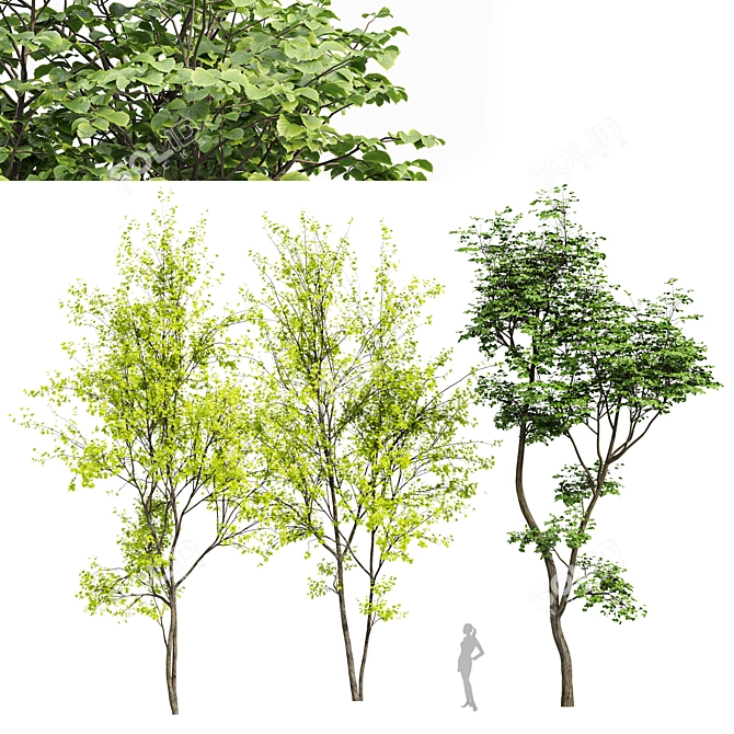 Hazel Spring Tree Collection 3D model image 1