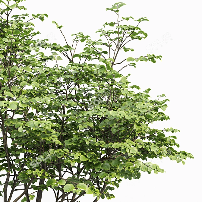 Hazel Spring Tree Collection 3D model image 2