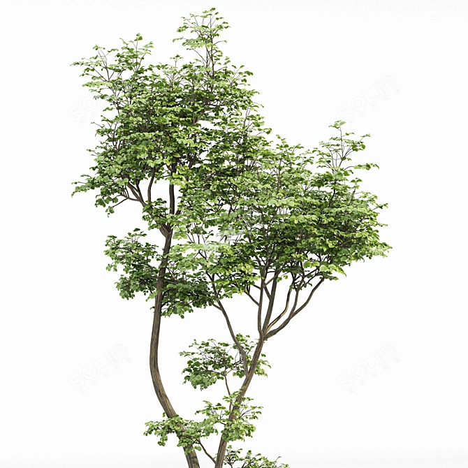 Hazel Spring Tree Collection 3D model image 6