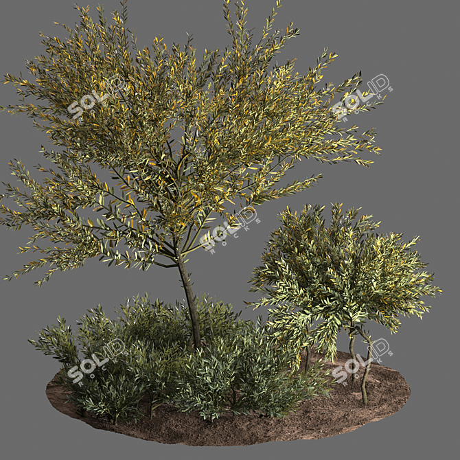 Evergreen Olive Tree: Beautiful and Healthy 3D model image 1