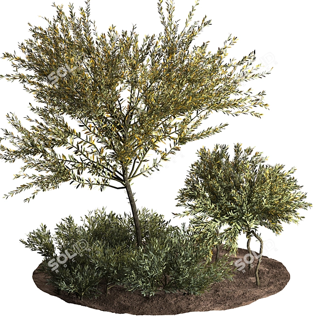 Evergreen Olive Tree: Beautiful and Healthy 3D model image 2