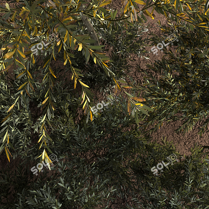 Evergreen Olive Tree: Beautiful and Healthy 3D model image 3