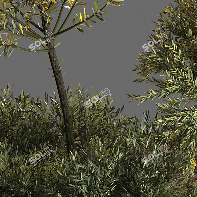 Evergreen Olive Tree: Beautiful and Healthy 3D model image 4