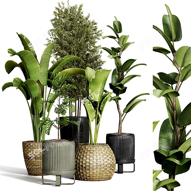 Indoor Plant Collection - 40 Varieties 3D model image 1