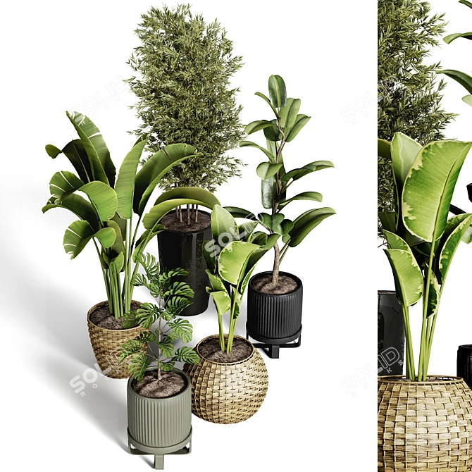Indoor Plant Collection - 40 Varieties 3D model image 2