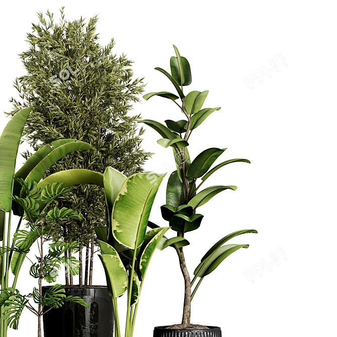 Indoor Plant Collection - 40 Varieties 3D model image 7