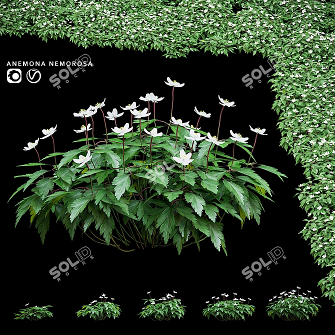 Anemone Oak Bushes | Set of 5 Varieties 3D model image 1