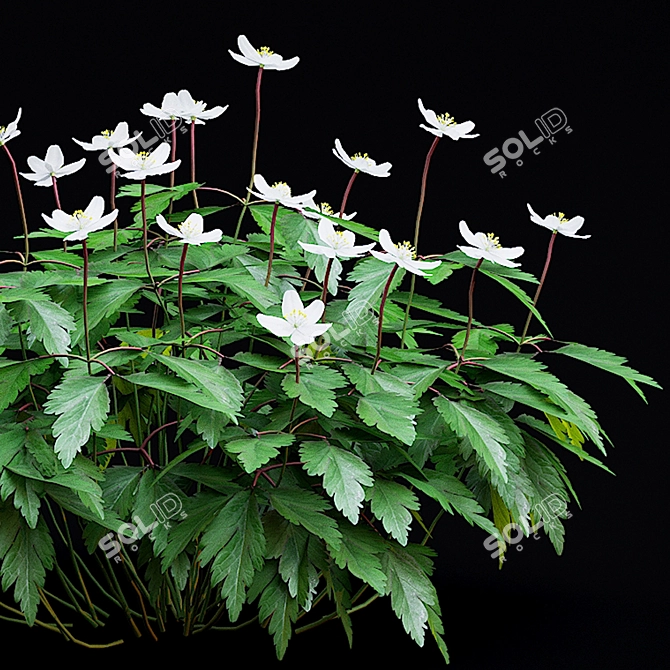 Anemone Oak Bushes | Set of 5 Varieties 3D model image 2