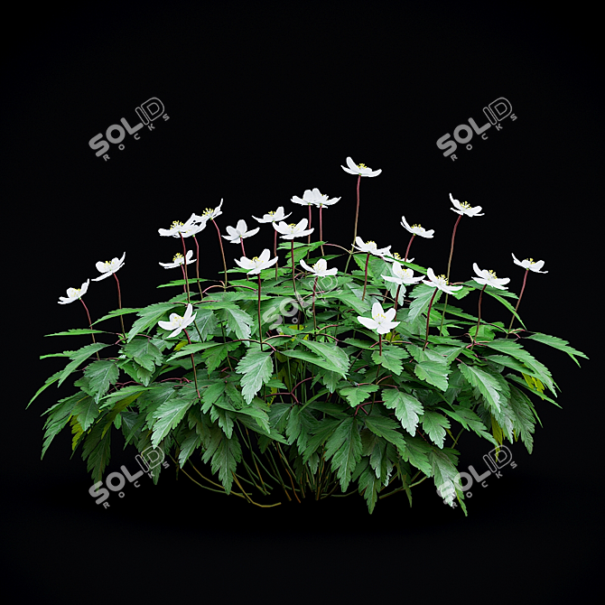 Anemone Oak Bushes | Set of 5 Varieties 3D model image 3