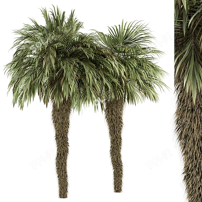 Palm Date Tree Set - Fluffy Bark 3D model image 1