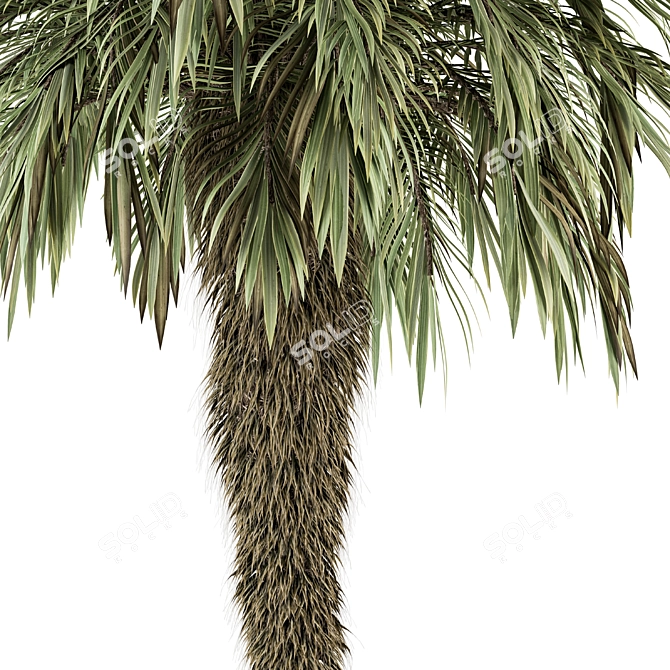 Palm Date Tree Set - Fluffy Bark 3D model image 2