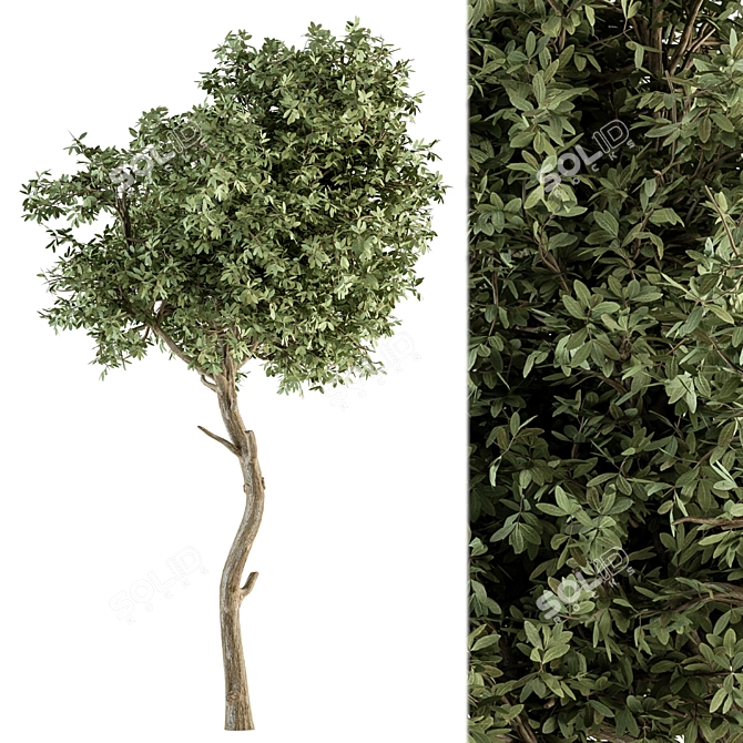 70-Piece Small Green Maple Tree Set 3D model image 2
