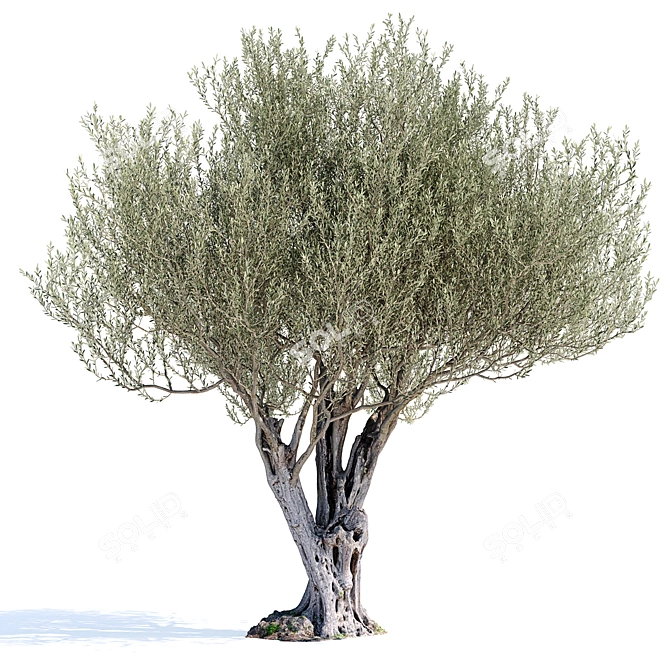Olive Tree 7 - Stunning 12m Tall Decor 3D model image 1